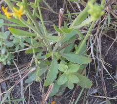 Manulea obovata