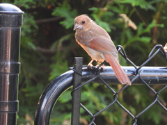 Cardinalis cardinalis