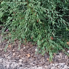 Cotoneaster salicifolius