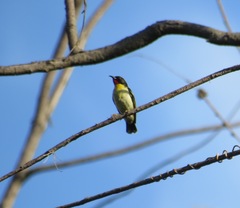 Myzomela jugularis