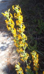 Manulea obovata