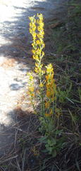 Manulea obovata