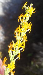 Manulea obovata