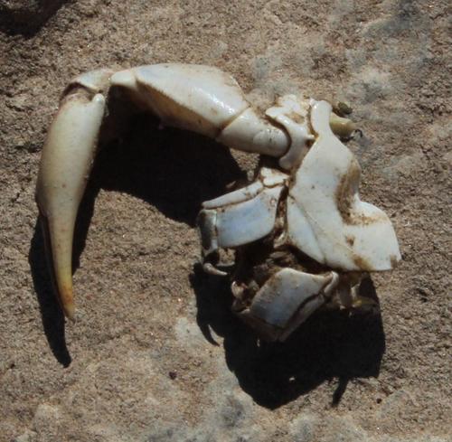 Potamonautes warreni