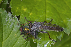 Neomochtherus geniculatus