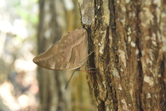 Archaeoprepona demophon centralis