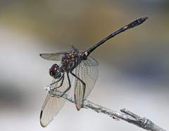 Dythemis nigrescens