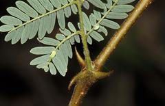 Senegalia senegal leiorhachis