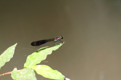 Heliocypha fenestrata