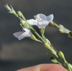 Gomphostigma virgatum