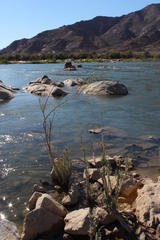 Gomphostigma virgatum