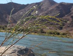 Gomphostigma virgatum