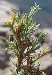 Gomphostigma virgatum