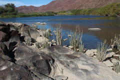 Gomphostigma virgatum