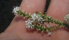 Selago myriophylla