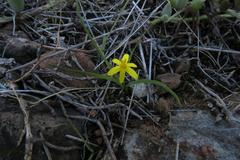 Pauridia trifurcillata