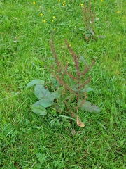 Rumex arifolius