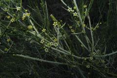 Lacomucinaea lineata