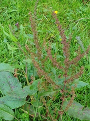 Rumex arifolius