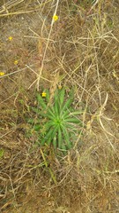 Eryngium beecheyanum