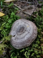 Lactarius flexuosus