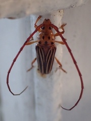 Oxymerus aculeatus