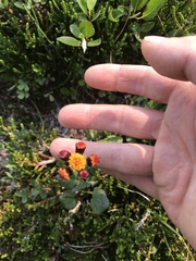 Packera pauciflora