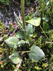 Packera pauciflora