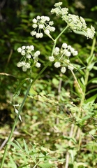 Ligusticum canbyi