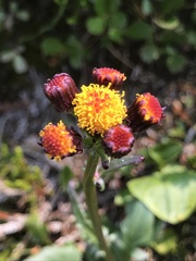 Packera pauciflora