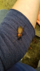 Carabus monilis