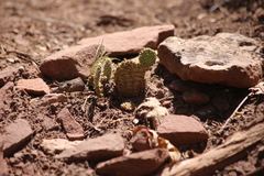 Opuntia aurea