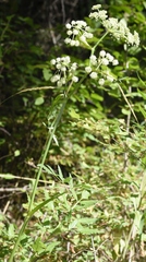 Ligusticum canbyi