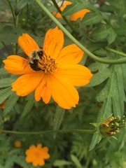 Bombus impatiens
