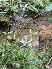 Platanthera integrilabia