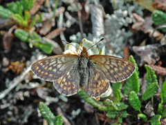 Boloria improba