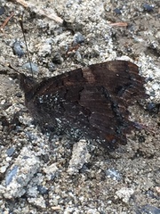 Nymphalis