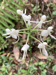 Platanthera integrilabia
