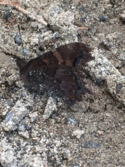 Nymphalis