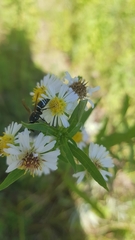 Euodynerus leucomelas