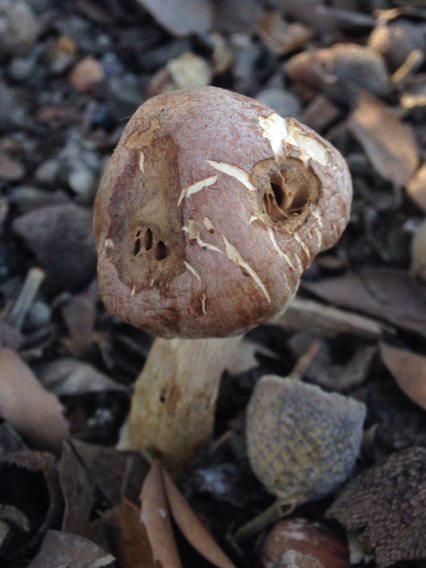 Hebeloma psammophilum