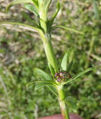 Carpacoce
