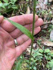 Platanthera integrilabia