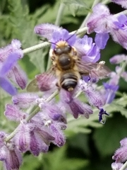 Anthophora terminalis