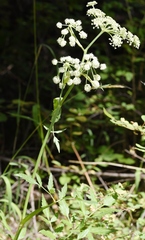 Ligusticum canbyi