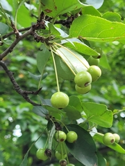 Malus hupehensis