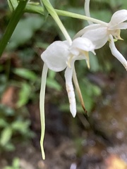 Platanthera integrilabia