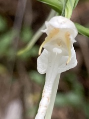Platanthera integrilabia