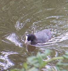 Fulica atra