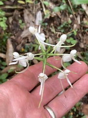 Platanthera integrilabia